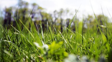 Taze yeşil çimenler, çiy damlaları, sınır tasarımı panoramik afiş