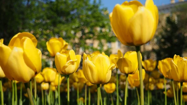 yellow tulips in the field, banners with flowers, bright spring.