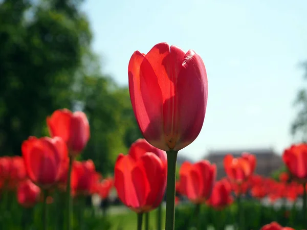 Red tulips in the field, banners with flowers, bright spring.