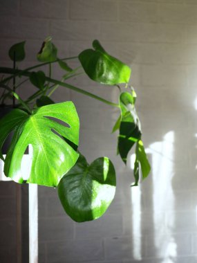 Canavar bitki pencerenin yanındaki dairede bir rafta duruyor, arka planda beyaz tuğla bir duvar var. Dairenin içi..