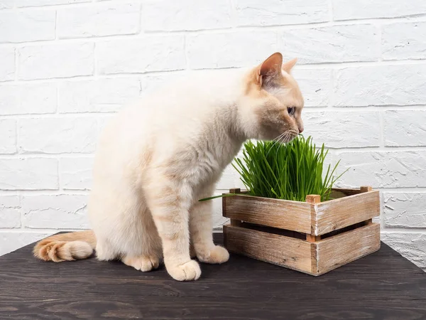 Kedi Yiyen Çim, Yeşil arka planda taze ot yiyen güzel kremalı tekir kedi. Kedi taze yeşil ot yiyor. Evcil hayvanların sağlığı kavramı.