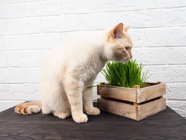 고양이가 풀잎을 아름다운 고양이 배경에서 있습니다 고양이는 동물의 건강에 로열티 프리 스톡 사진