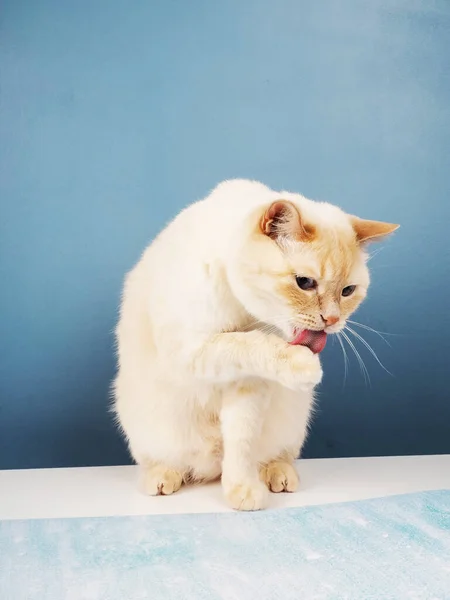 White Ginger Cheeky Cat Licks His Lips Sitting Table Blue — Stock Photo, Image