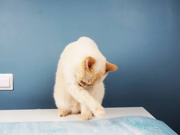 Λευκό Τζίντζερ Αναιδής Γάτα Γλείφει Χείλη Του Κάθεται Ένα Τραπέζι — Φωτογραφία Αρχείου