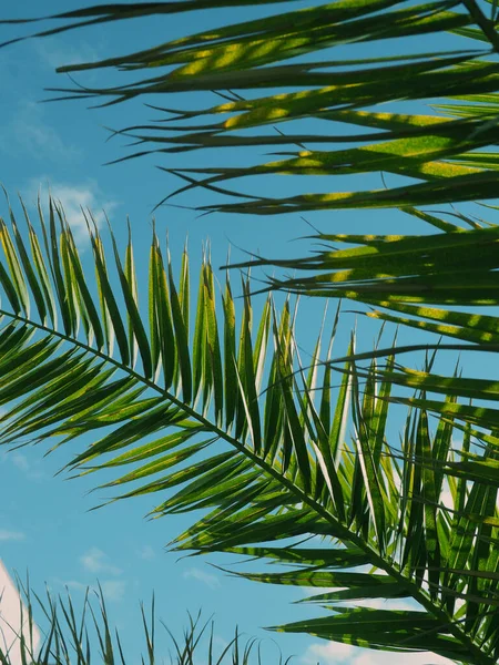 Close-up de folhas de palmeira, bandeiras tropicais, fundo para design — Fotografia de Stock