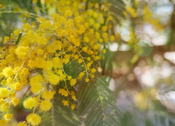 Banner Luminos Galben Mimosa Flori — Fotografie, imagine de stoc