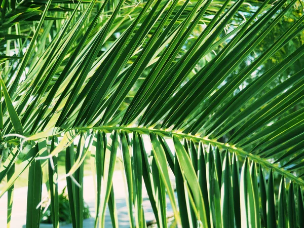 棕榈叶特写、热带横幅、设计背景 — 图库照片