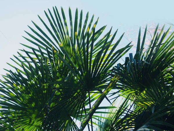 Pálmafalevelek, trópusi bannerek közelsége, a tervezés háttere — Stock Fotó