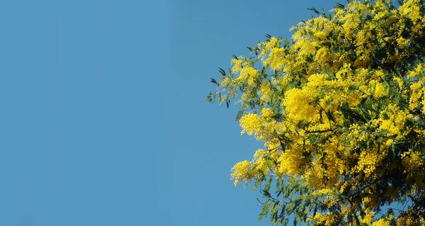 Banner Parlak Sarı Mimosa Çiçekleri — Stok fotoğraf