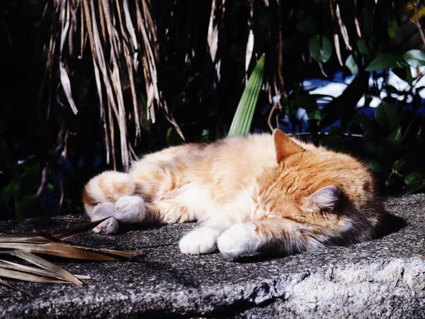 Μια κοκκινομάλλα αναιδής γάτα ξαπλώνει στο τσιμέντο κάτω από φοίνικες, μια αδέσποτη γάτα — Φωτογραφία Αρχείου