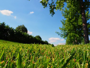 Taze yeşil çimenler, çiy damlaları, sınır tasarımı panoramik afiş.