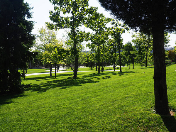 Зеленый парк с современным ландшафтом.
