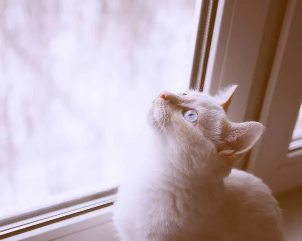 고양이 마리가 창턱에 창밖을 내다본다 — 스톡 사진