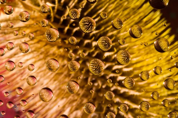 Flor em gotas — Fotografia de Stock