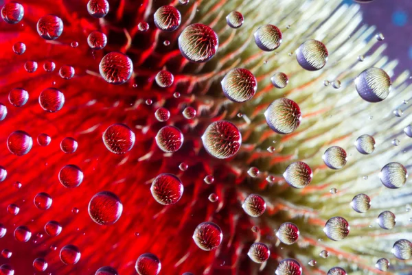 Flor en gotas — Foto de Stock