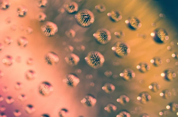 Flor en gotas — Foto de Stock