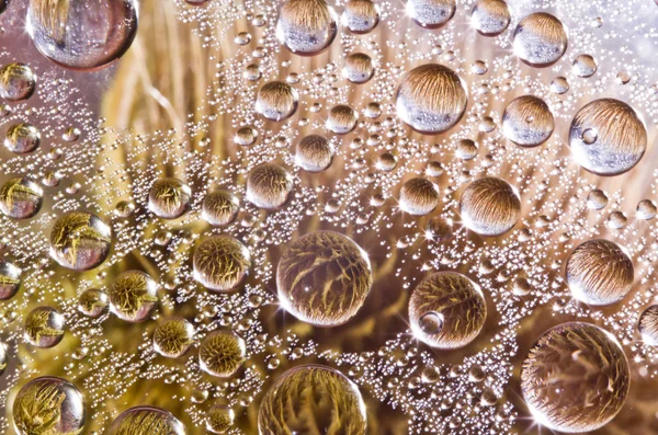 Flor en gotas — Foto de Stock