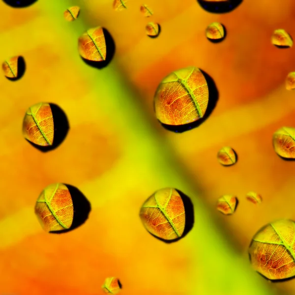 Leaf in drops — Stock Photo, Image