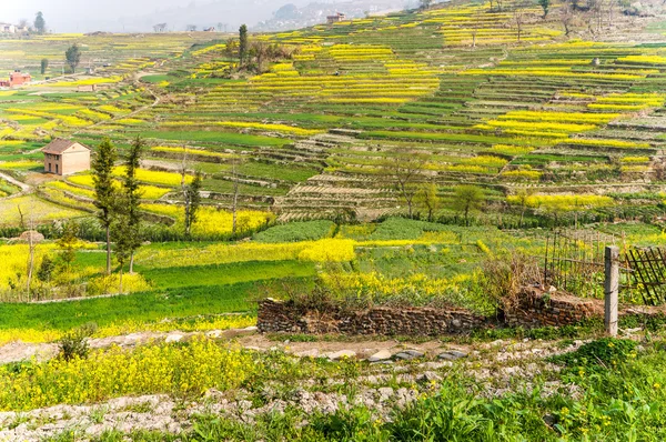 Virágzó mustár Nepálban — Stock Fotó