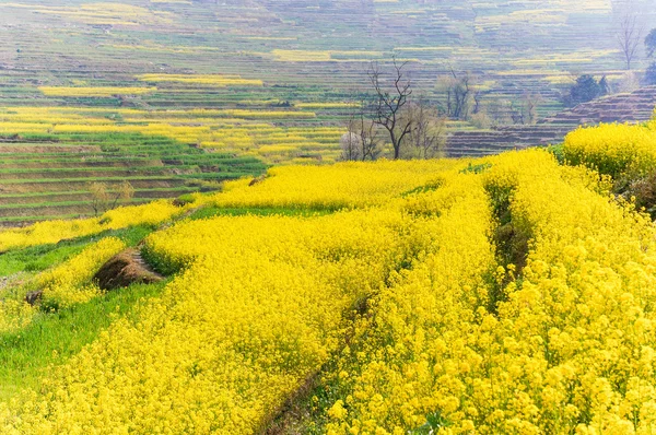 Bloeiende mosterd in Nepal — Stockfoto