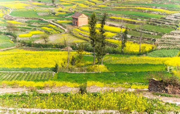 Bloeiende mosterd in Nepal — Stockfoto