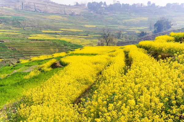 Bloeiende mosterd in Nepal — Stockfoto