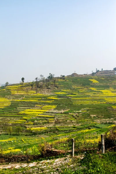 Квітучий Гірчиця в Непалі — стокове фото