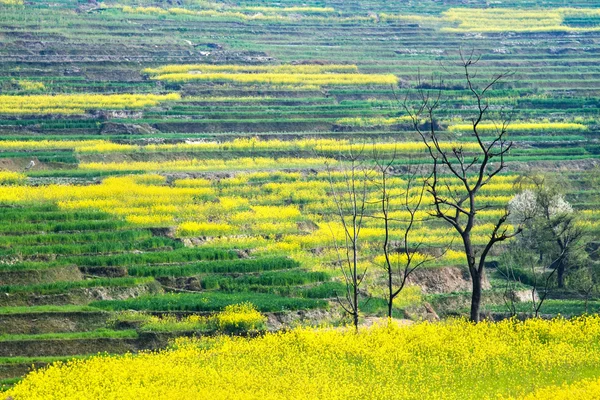 Bloeiende mosterd in Nepal — Stockfoto