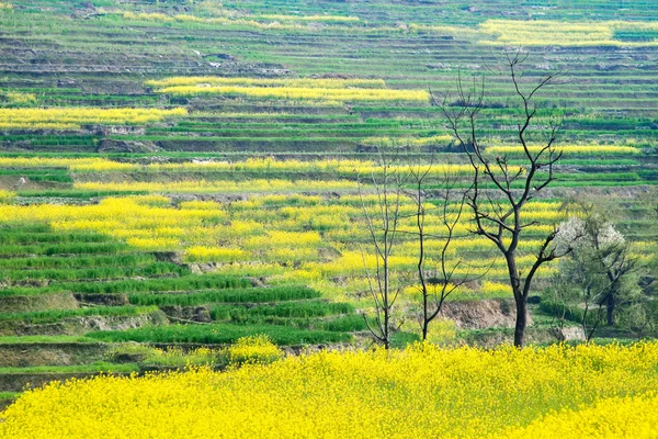 Bloeiende mosterd in Nepal — Stockfoto