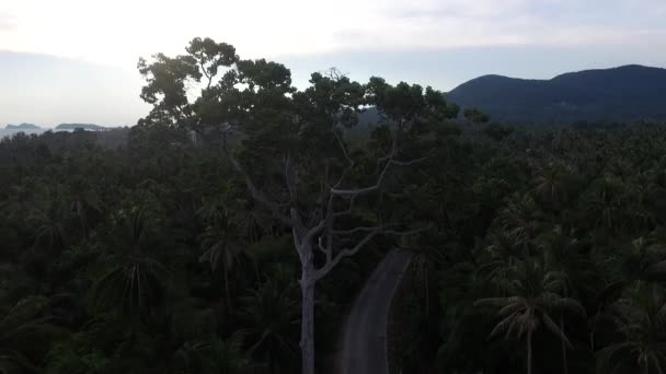 Vzdušný džungle stromové zobrazení v Koh Phangan, Thajsko — Stock video