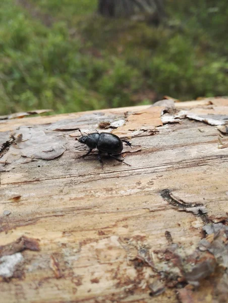 Small wild beetle on the old wooden log — Stock Image Small wild beetle on the old wooden log Stock Image