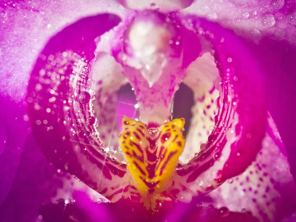 Vista macro roxa da orquídea — Fotografia de Stock