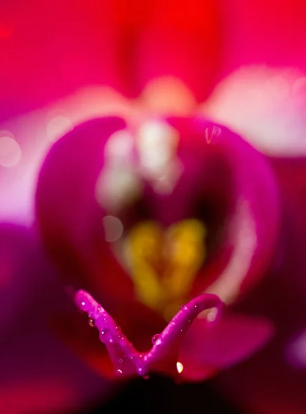 Vista macro roxa da orquídea — Fotografia de Stock