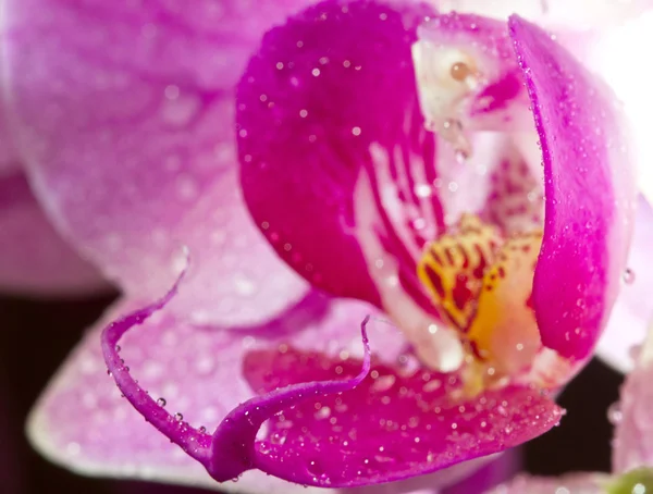 Фиолетовый вид на орхидею — стоковое фото