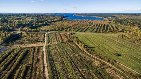 Vista aérea campos cultivados no campo na hora de verão — Fotografia de Stock