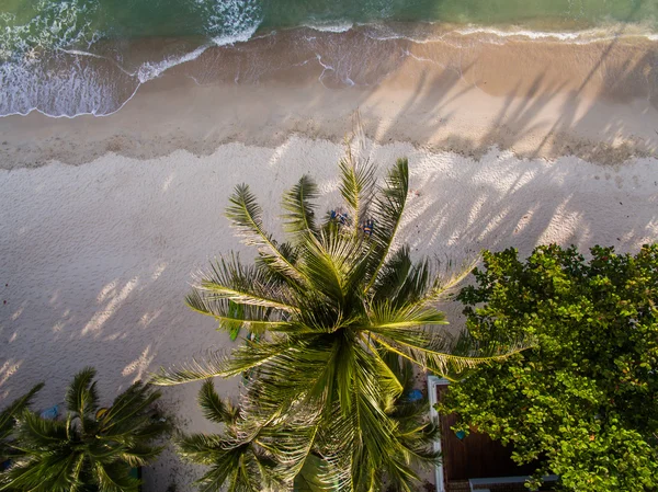 Il mare attraverso la palma — Foto Stock