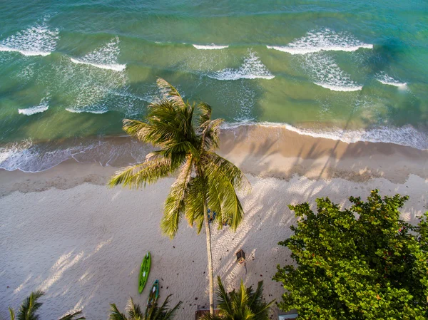 El mar a través de la palmera — Foto de Stock