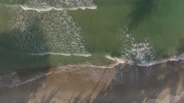 Вид с воздуха на пляж с пальмовой тенью — стоковое видео