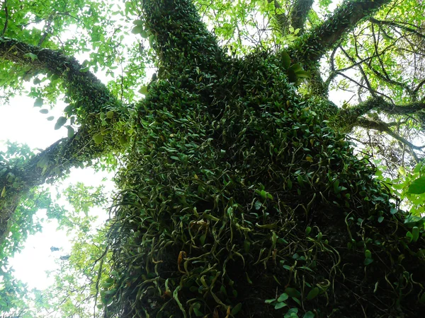 Der Baum im Dschungel — Stockfoto