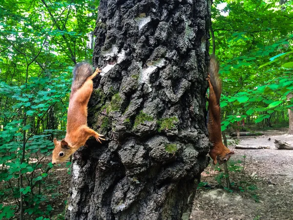 Две белки на дереве — стоковое фото