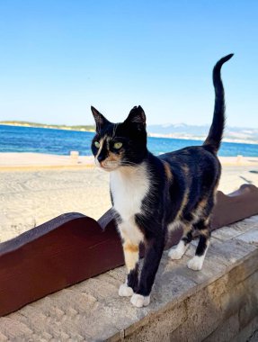 Güneşli bir günde deniz kenarındaki taş bir çitin üzerinde duran üç renkli bir kedi. Sakin mavi sular ve uzak dağlar huzurlu bir kıyı arkaplanı oluşturur..