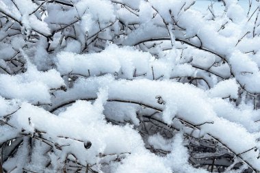 Kışın taze karla kaplı ağaç dallarına yakın çekim. Yumuşak ışık, soğuk hava atmosferi ve mevsimsel kış arkaplanı olan doğal karlı doku..