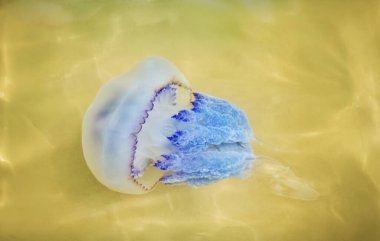 Sarı deniz suyunda yüzen mavi denizanası yumuşak doğal renklere ve dokulara sahip soyut bir deniz arka planı oluşturur. Doğa ve tasarım kavramları için uygun deniz yaşamına yakın bakış.