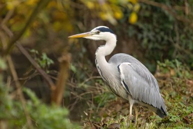 Çayırda avını bekleyen gri bir balıkçıl, çalıların ve yeşil yaprakların arasında gri balıkçıllar, avını arayan bir balıkçıl, gri tüyler, Ardea cinerea