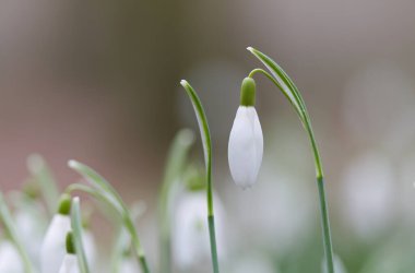 Galanthus, beyaz tomurcuklu narin kar damlasına yakın çekim, kar damlası hala kapalı, yumuşak arkaplan