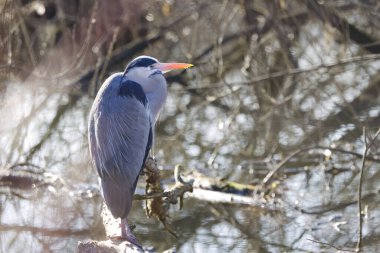 Devrilen bir ağaçtaki gri balıkçıl güneşten zevk alır. Gri, beyaz ve siyah tüyleri olan gri balıkçıl, gün ışığında parlak somon renkli gagası, arka planda çıplak dalları olan Ardea Cinerea.