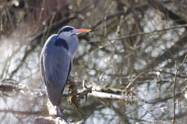Kapalı gözlü gri balıkçıl, yandan gri balıkçıl, gri balıkçılın gri ve siyah tüyleri, uyuyan kuş, Ardea cinerea, gaga somon renkli parlar.