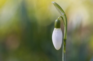 Yalnız kar damlaları hala kapalı, kapalı tomurcuklu narin kardamlalarına yakın çekim, yumuşak arka plan, beyaz erken açan çiçekler, Galanthus, gün ışığında beyaz çiçekler