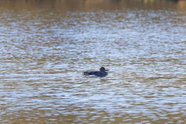 Gagası açık tek bir gadwall uzaklaşıyor, gölde açık mavi dalgalar, parıldayan mavi-gri bir gölette gadwall, göl kenarında huzurlu bir ördek, huzurlu bir doğa, Mareca Strepera