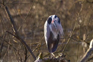 Gri balıkçıl, kuşun gri ve siyah tüyleriyle, gri balıkçıl balığının gagası somon renginde parlar.